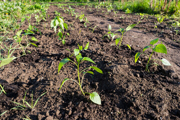 Young bushes of pepper growing in the garden