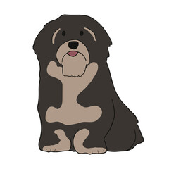 Cute havanese breed. Little young dog is posing. Cute playful doggy or pet sitting and looking happy isolated on white background. Vector