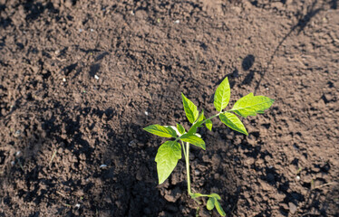 Young tomato seedlings planted in the garden
