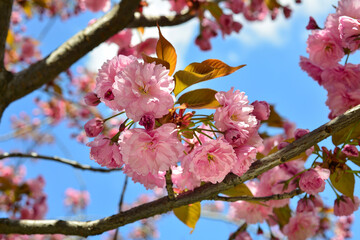 Beautiful cherry blossom sakura in spring time over blue sky