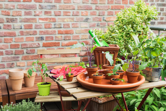 Herbs and vegetables cultivated on balcony garden