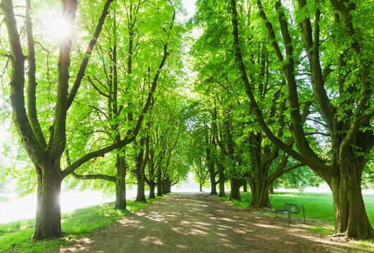 Germany, North Rhine-Westphalia, Cologne, Sun shining over&Ocirc;&oslash;&Omega;treelined&Ocirc;&oslash;&Omega;footpath in springtime park