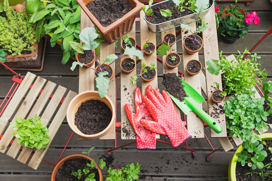 Herbs and vegetables cultivated on balcony garden