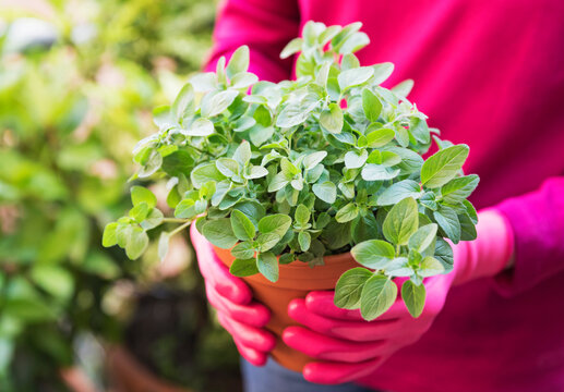 Hands of woman wearing gardening gloves holding potted oregano (Origanum vulgare)