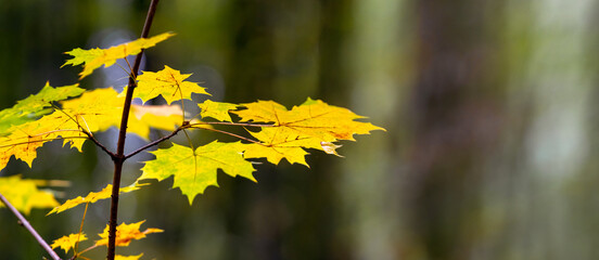 Maple branch with golden autumn leaves in the forest on a blurred background