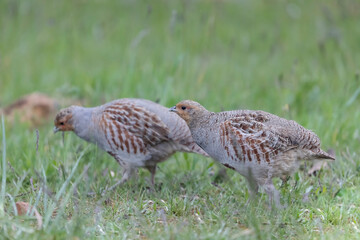 Perdrix grise Perdix perdix au sol en photo rapprochée