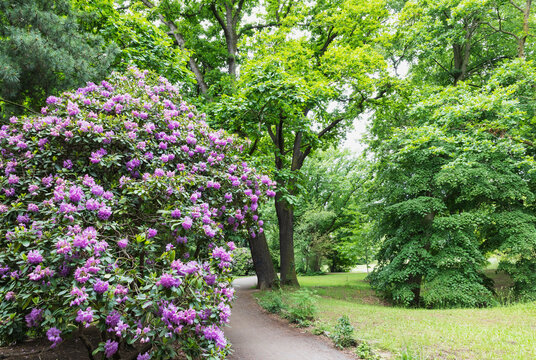Germany, Saxony, Leipzig, Large rhododendron bush flowering in Palmengarten park with oak trees in background
