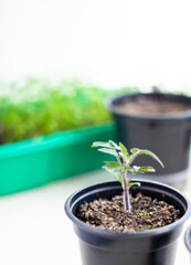 Close-up of seedlings of green small thin leaves of a tomato plant in a container growing indoors in the soil in spring. Seedlings on the windowsill