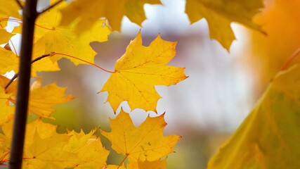 Naklejka na ściany i meble Yellow maple leaves on a tree, golden autumn