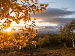 Autumn leafs on branch in forest in Sweden during sunset