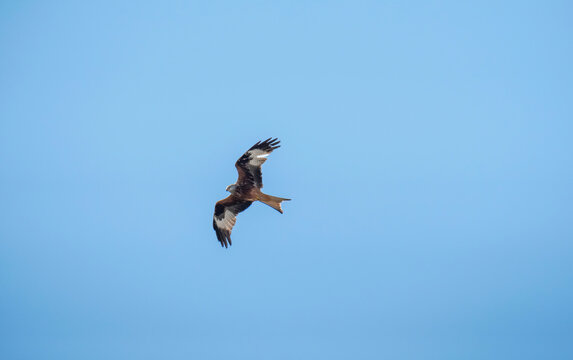 Red Kite flying in clear blue sky