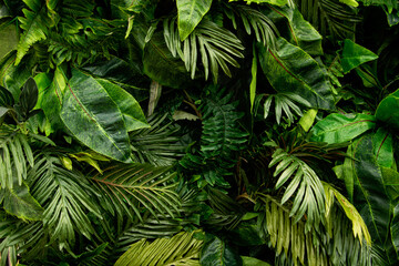 Background from green tropical leafs.Different foliage plants on dark bcakdrop.Good as advert banner with copy space.