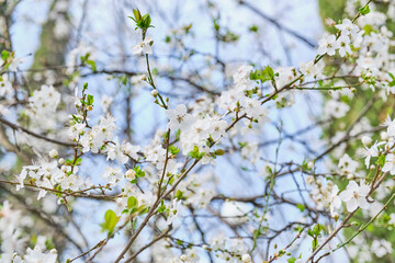 Obraz premium Branches with white flowers of a cherry tree