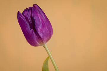 Tulip on an orange background, macro photo