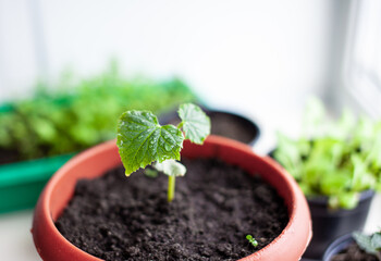 Seedlings of cucumbers and plants in flower pots near the window, a green leaf close-up. Growing food at home for an ecological and healthy lifestyle. Growing seedlings at home in the cold season
