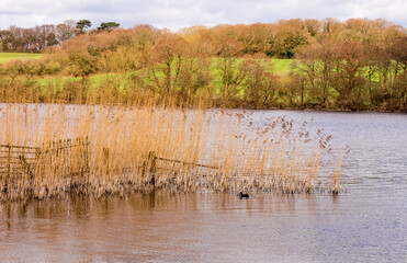 Fototapeta premium Early spring time at Pickmere Lake, Pickmere, Cheshire, Knutsford, Cheshire, Uk
