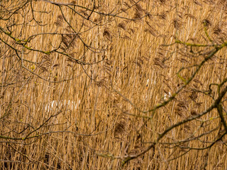 Pair of Mute Swans building and sitting on nest on Pickmere Lake, Knutsford, Cheshire, Uk