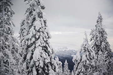 Awesome winter forest in the mountains