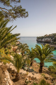 Spain, Mallorca, Palms growing on slope overlooking bay