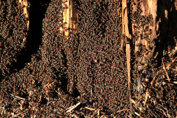 Black and red ants crawling in anthill