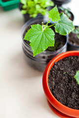 Seedlings of cucumbers and plants in flower pots near the window, a green leaf close-up. Growing food at home for an ecological and healthy lifestyle. Growing seedlings at home in the cold season