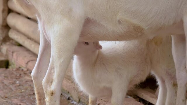 cabras 11