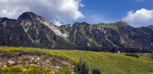 Fototapeta na wymiar Precioso valle repleto de flores a la falda de altas montañas en el Valle de Arán.