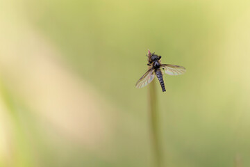 Mouche de mai Bibio posée ailes écartées sur un brin d'herbe