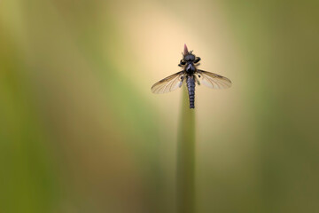 Mouche de mai Bibio posée ailes écartées sur un brin d'herbe