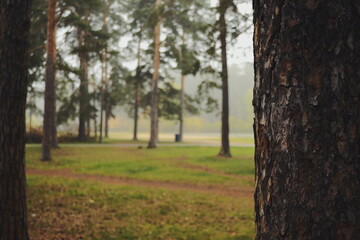 Obraz premium Morning nature in cloudy weather