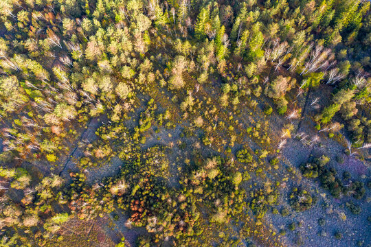 Germany, Bavaria, Konigsdorf, Aerial view of forest