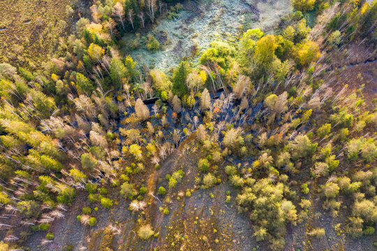 Germany, Bavaria, Konigsdorf, Aerial view of forest