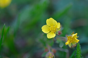 Yellow flower with a close-up on a green background