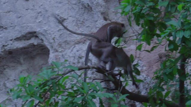 Long-tailed Macaques having sex on a tree, Thailand.