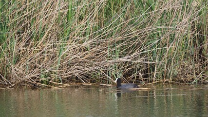 ave de rostro blanco y plumas negras nadando en el estanque