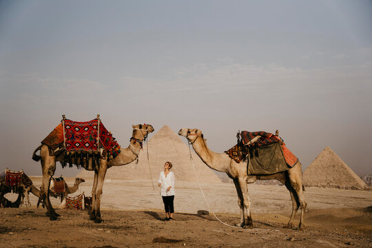 Egypt, Cairo, Female tourist standing between camels with Giza Pyramids in background