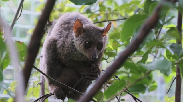 Greater Bushbaby Galago Sits On A Green Branch In The Day Forest, Zanzibar. Close-up. Funny Fluffy Galago Bush Baby Eye Looking Around. African Zoo, Reserve. Tanzania, East Africa.