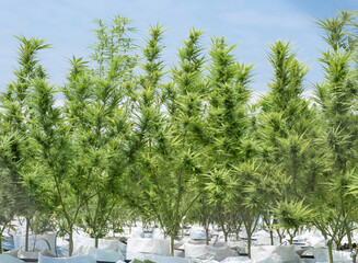 Marijuana or hemp tree seedlings on an outdoor agricultural farm, Herbs for alternative treatment