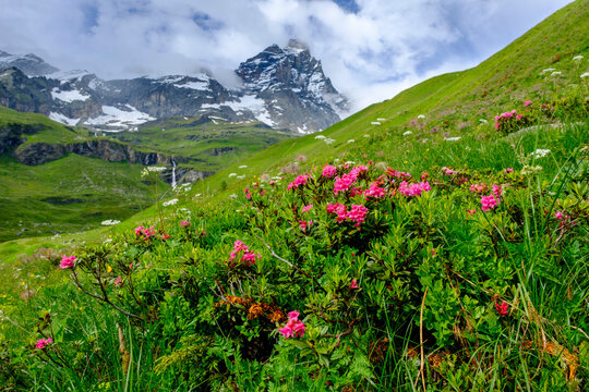 Alpenroses&not;&dagger;(Rhododendron ferrugineum) blooming in Aosta Valley with Matterhorn in background