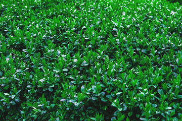 Close up of bush leaves with dew drops. Green background from wet leaves. Background for a poster about ecology.