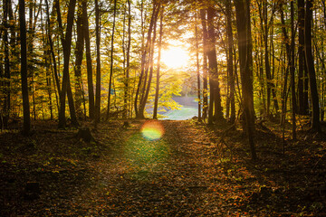 The way forward river in forest during sunset