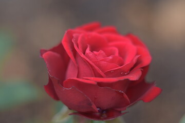 red rose closeup