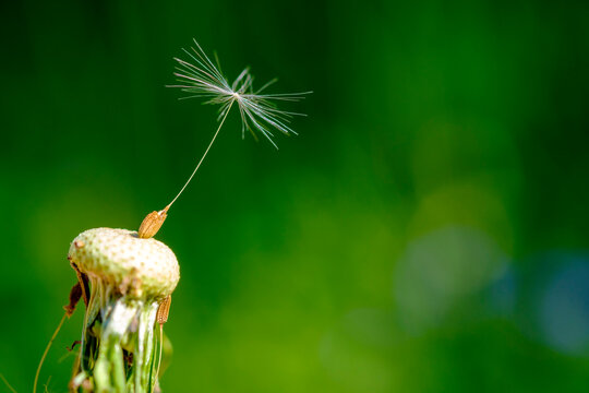 Close up of dandelion seed