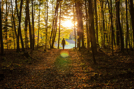 Female explorer walking in forest during sunset