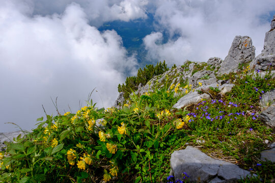 Wildflowers blooming on mountain summit
