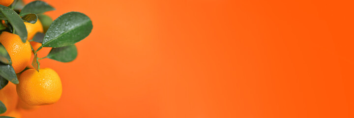 Mandarin Banner.tangerine fruits on the branches. Citrus fruits banner. Mandarin bush on a bright orange background.Citrus fresh organic fruit.Organic  Natural Farm Fruits.Mandarin fruit banner