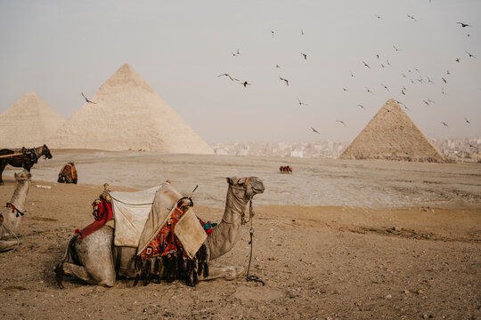Egypt, Cairo, Flock of birds flying over camels resting near Giza Pyramids