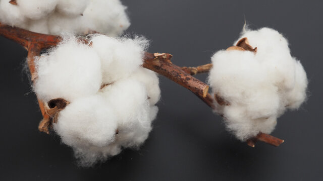 Close up of Cotton flowers on black background.