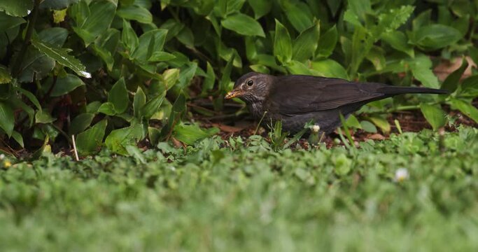 The common blackbird female (Turdus merula) is hunting in the park