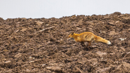 畑を駆けるキタキツネ
